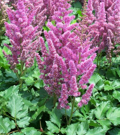 False Spirea Visions